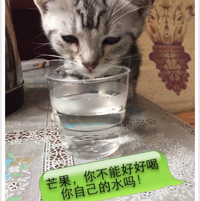 林俊杰哪一年考的国际驾照怎么申请